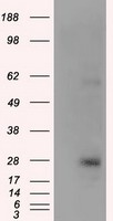 KCTD5 Antibody