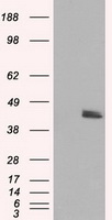 MTRF1L antibody