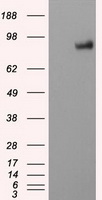 PTP epsilon (PTPRE) antibody