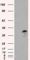 MCL1 antibody