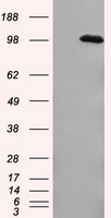 Amyloid Precursor Protein (APP) antibody