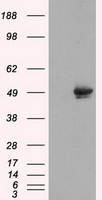 CUG BP1 (CELF1) antibody