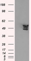 Annexin A11 Antibody