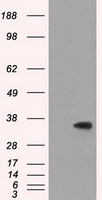 Serine racemase (SRR) antibody