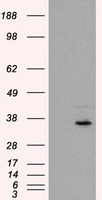 FAHD2A antibody