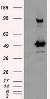 PSMC3 antibody