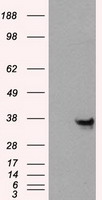 Annexin A10 (ANXA10) antibody