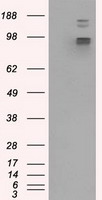 GRASP1 (GRIPAP1) antibody