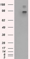 GRASP1 Antibody