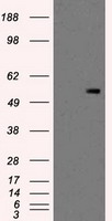 PKMYT1 antibody
