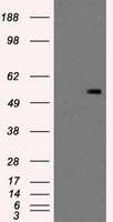 PKMYT1 Antibody