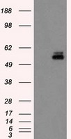 PKMYT1 antibody