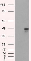 hnRNP F (HNRNPF) antibody