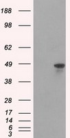 hnRNP F Antibody