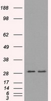 RPA34 (RPA2) antibody