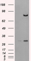 CD26 Antibody