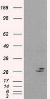 Prolactin (PRL) antibody