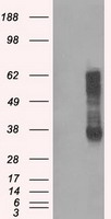 IBRDC2 (RNF144B) antibody