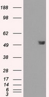 FKBP51 (FKBP5) antibody