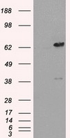 Leukotriene A4 hydrolase (LTA4H) antibody