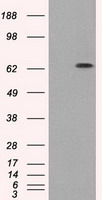 GBP2 Antibody