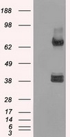 XRCC4 antibody