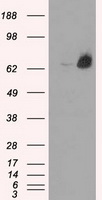 Leukotriene A4 hydrolase (LTA4H) antibody