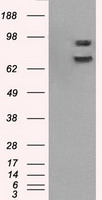 Cytochrome P450 Reductase (POR) antibody