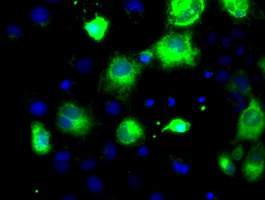 PCSK7 Antibody