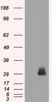 FRA1 (FOSL1) antibody