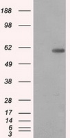 PP5 (PPP5C) antibody