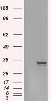 Aurora C (AURKC) antibody