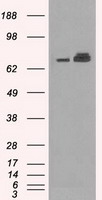 Grp75 (HSPA9) antibody