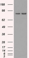 SCY1 like 3 (SCYL3) antibody