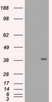 MRI1 Antibody
