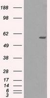 MADM Antibody
