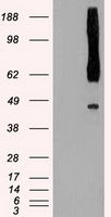 Rad9 (RAD9A) antibody