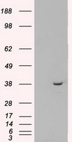 MRI1 Antibody
