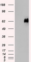 Melanoma gp100 (PMEL) antibody