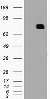 MX1 antibody