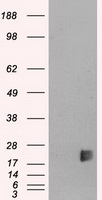 Neurogenin3 (NEUROG3) antibody