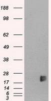 Neurogenin3 Antibody