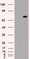 Prominin 2 (PROM2) antibody