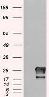 Neurogenin 1 (NEUROG1) antibody