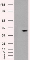 JNK1 (MAPK8) antibody
