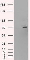 HNF6 (ONECUT1) antibody
