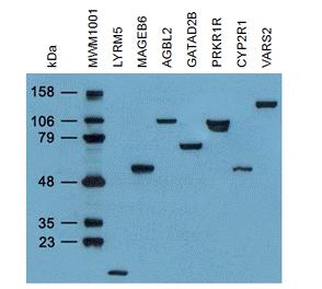 Carrier-free (BSA/glycerol-free) DDK (FLAG) antibody
