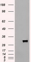Apolipoprotein M (APOM) antibody
