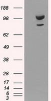alpha Actinin Antibody