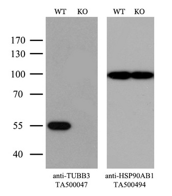 beta III Tubulin Antibody